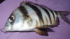 Zebra Fish caught in an estuary (Wildeperd)